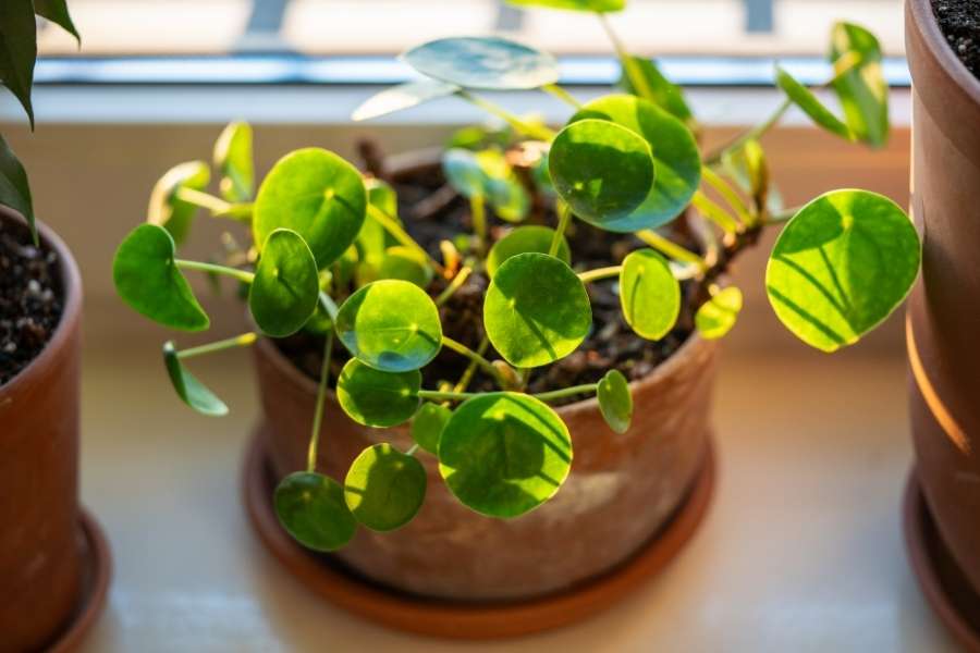 Gros plan sur une plante monnaie de chine avec ses feuilles rondes caractéristiques exposées à la lumière du soleil sur un rebord de fenêtre.